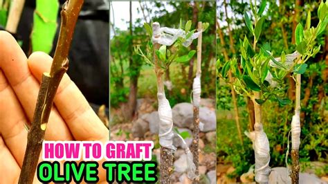 Can You Start An Olive Tree From A Branch