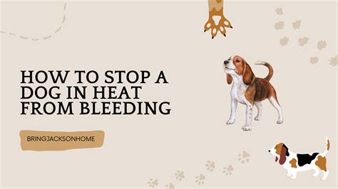 can you stop a dog from bleeding when in heat