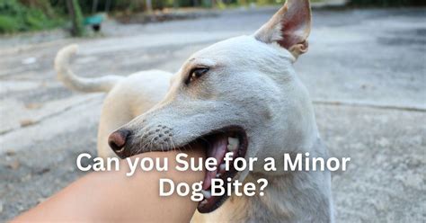can you sue for a minor dog bite
