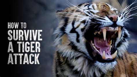 can you survive a tiger attack