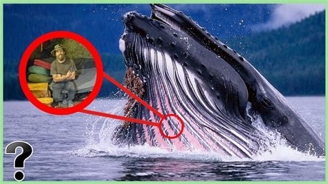 can you survive inside a whale