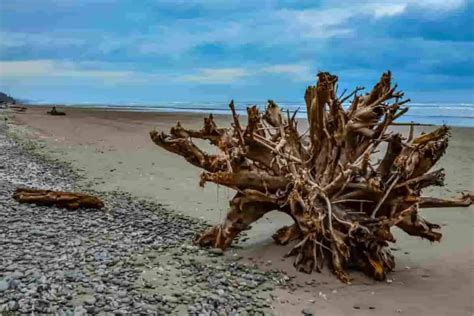 can you take driftwood from driftwood beach