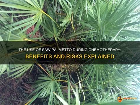 Can You Take Saw Palmetto Long Term