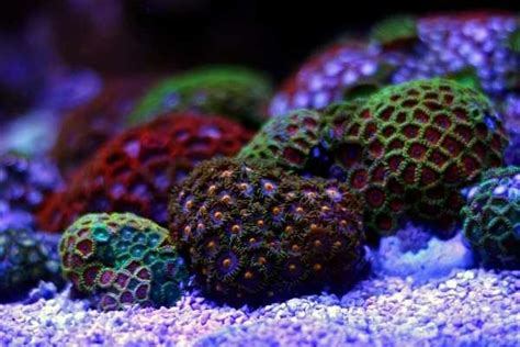 Can You Touch Zoanthids