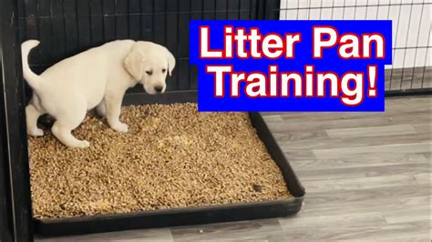 Can You Train A Dog To Poop In A Litter Box