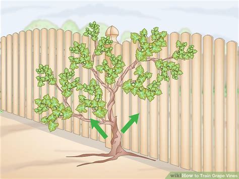 Can You Train A Grape Vine Into A Tree