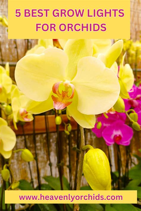 Can You Use Artificial Light For Orchids