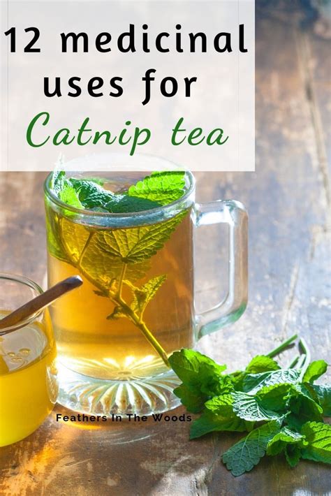 can you use catnip for tea