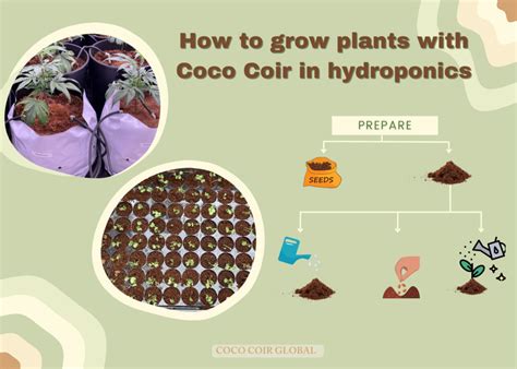 Can You Use Coco Coir In Hydroponics