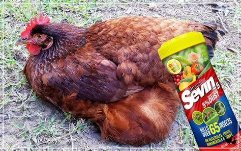 Can You Use Python Dust On Chickens