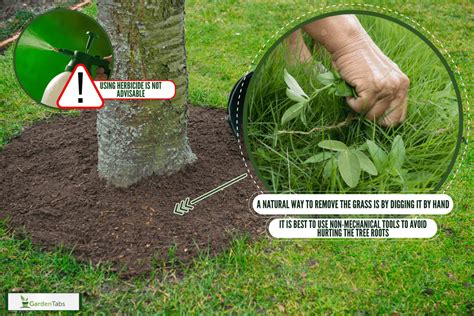 5 Tips for Removing Trees in Your Yard Best Pick Reports