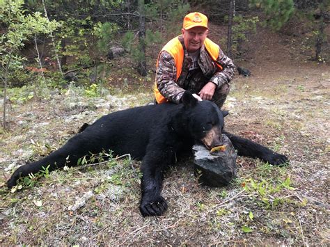 canada bear hunts ontario