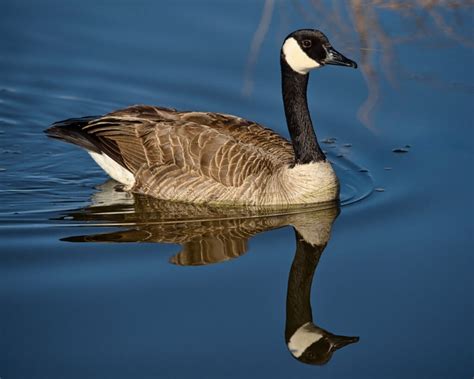 canada goose animal facts