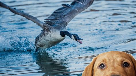 Canada Goose Attack Dog