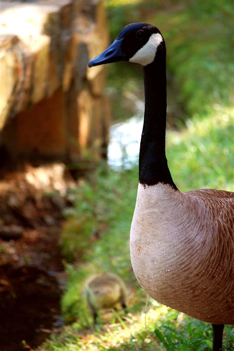 canada goose bird adaptations