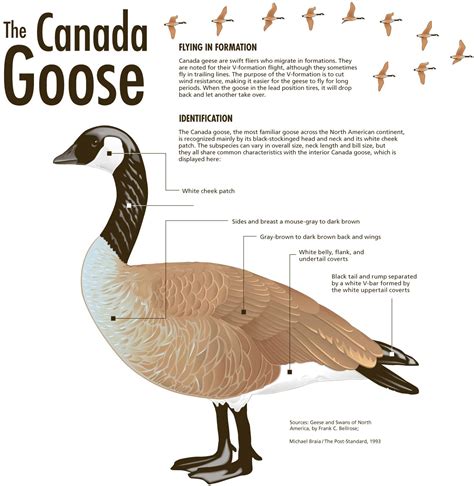 canada goose bird facts