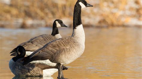 canada goose conservation status