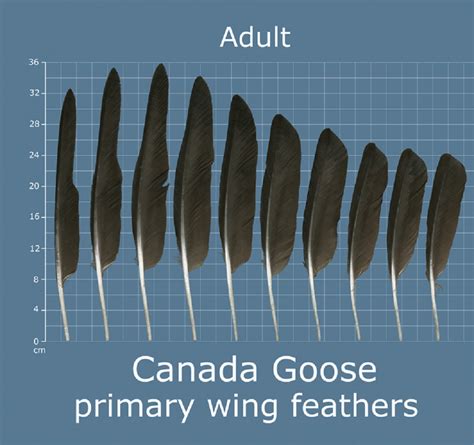 canada goose feather