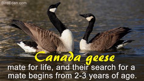canada goose fun facts