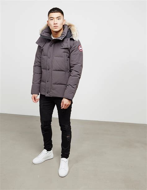 canada goose grey