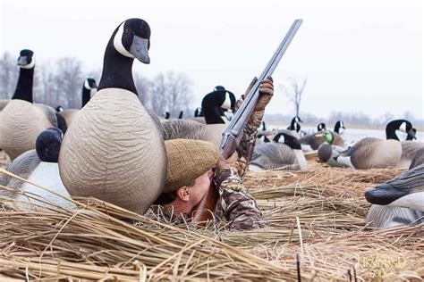 canada goose hunting season michigan