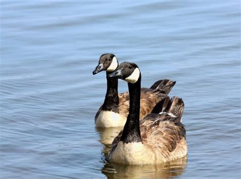 canada goose interesting facts