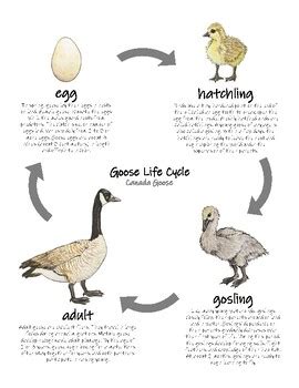 canada goose life cycle