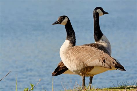 canada goose social behavior
