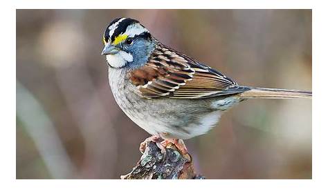 Canadian Sparrow Species Song Song , Nature, Animal