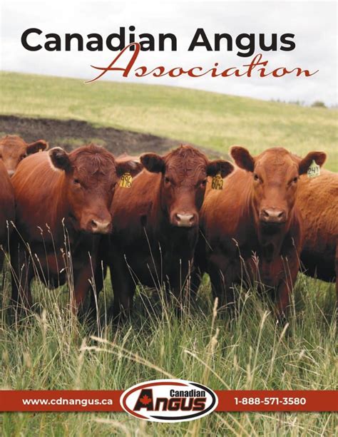 canadian angus association animal search