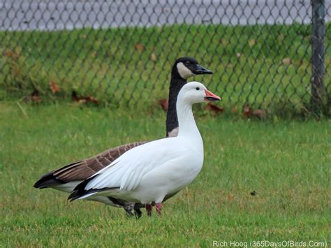 canadian goose bird for sale