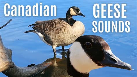 canadian goose call sound