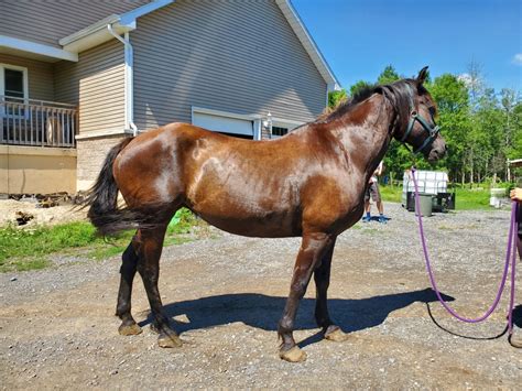canadian horse for sale