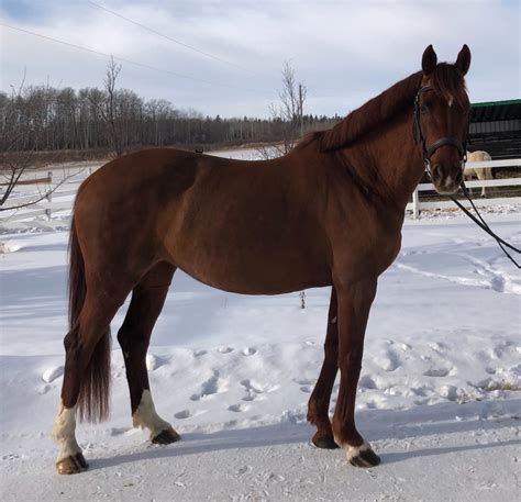 canadian sport horses for sale