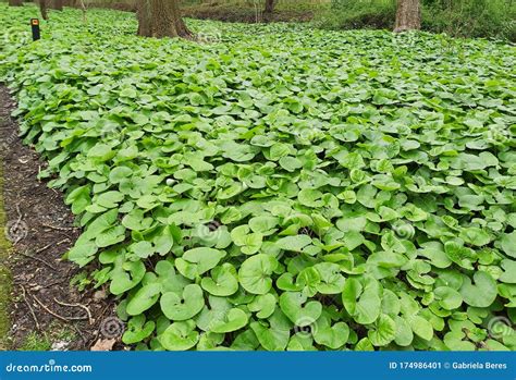 canadian wild ginger