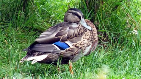 Canard salé