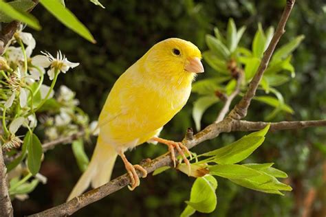canaries as pets pros and cons