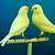 canary love