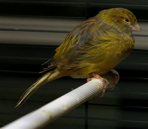 canary as a pet
