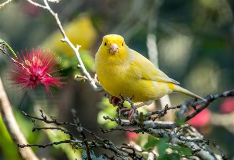 canary with friendly personality