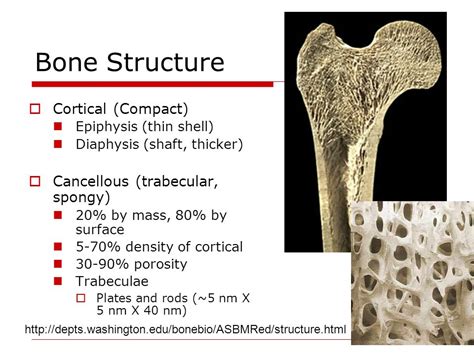 cancellous bone is also known as
