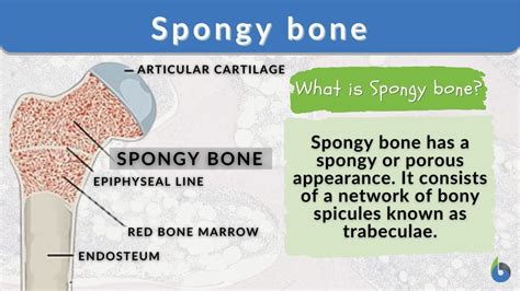 cancellous or spongy bone definition