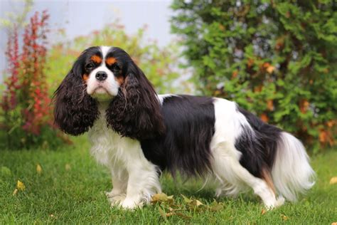 cancer in cavalier king charles spaniels