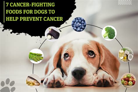 cancer prevention diet for dogs