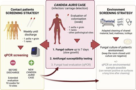 candida auris c. auris transmission