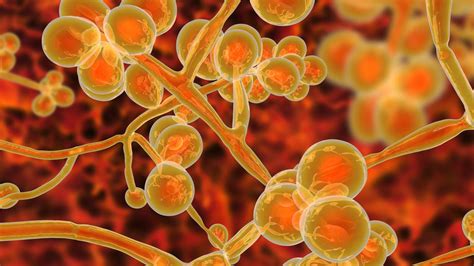 candida auris fungus infection