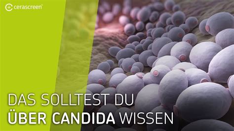 candida pilz im darm