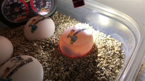 Candling Tortoise Eggs