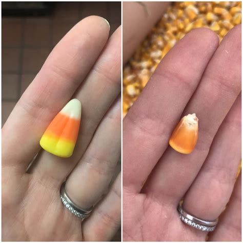 Candy Corn Looks Like Corn