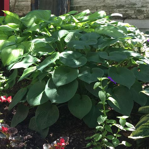 Candy Hearts Hosta
